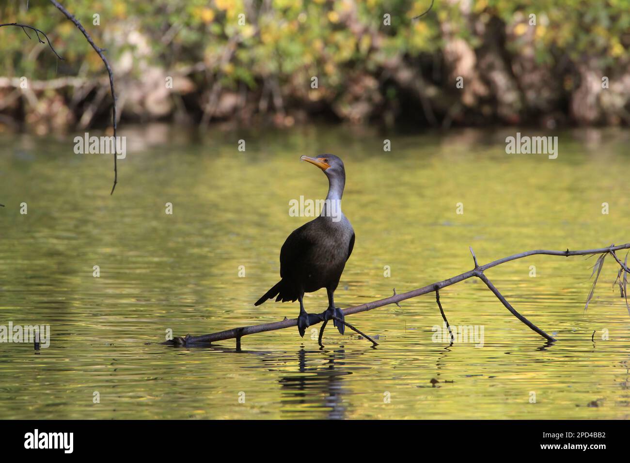 A double-breasted cormorant perches on a branch in the water. Stock Photo