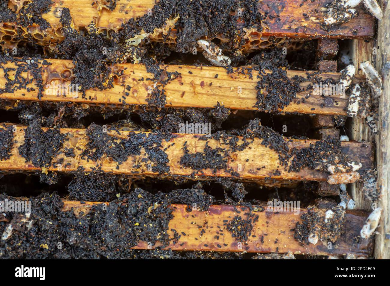 ends of frame stained with wax moth dropping. Wax moth larvae on an infected bee nest. cover of