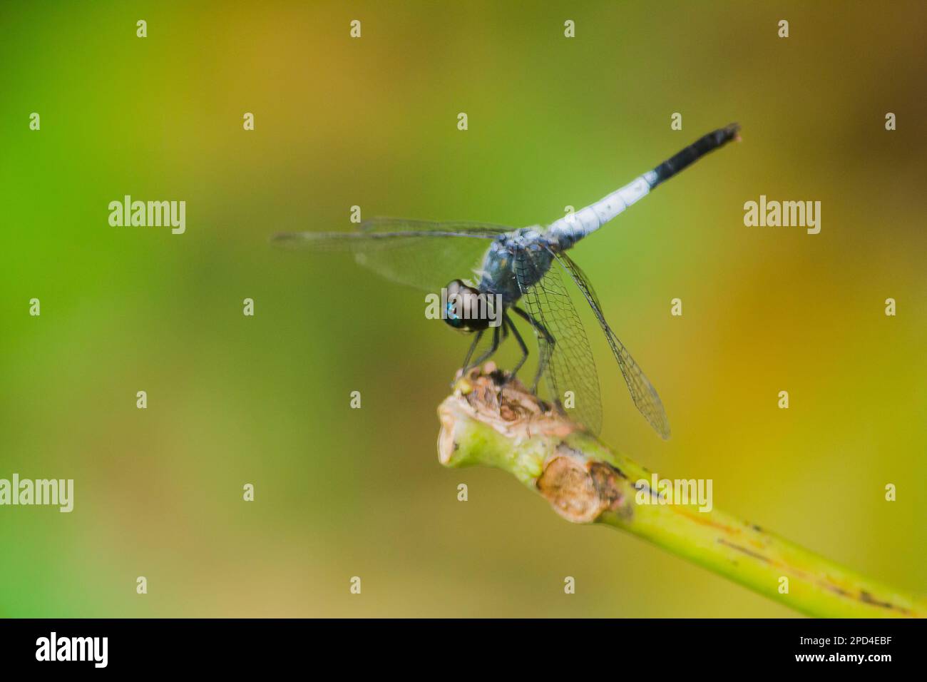 A blue dragonfly on a dry branch To spread wings to rely on the sun to rest the journe Stock Photo