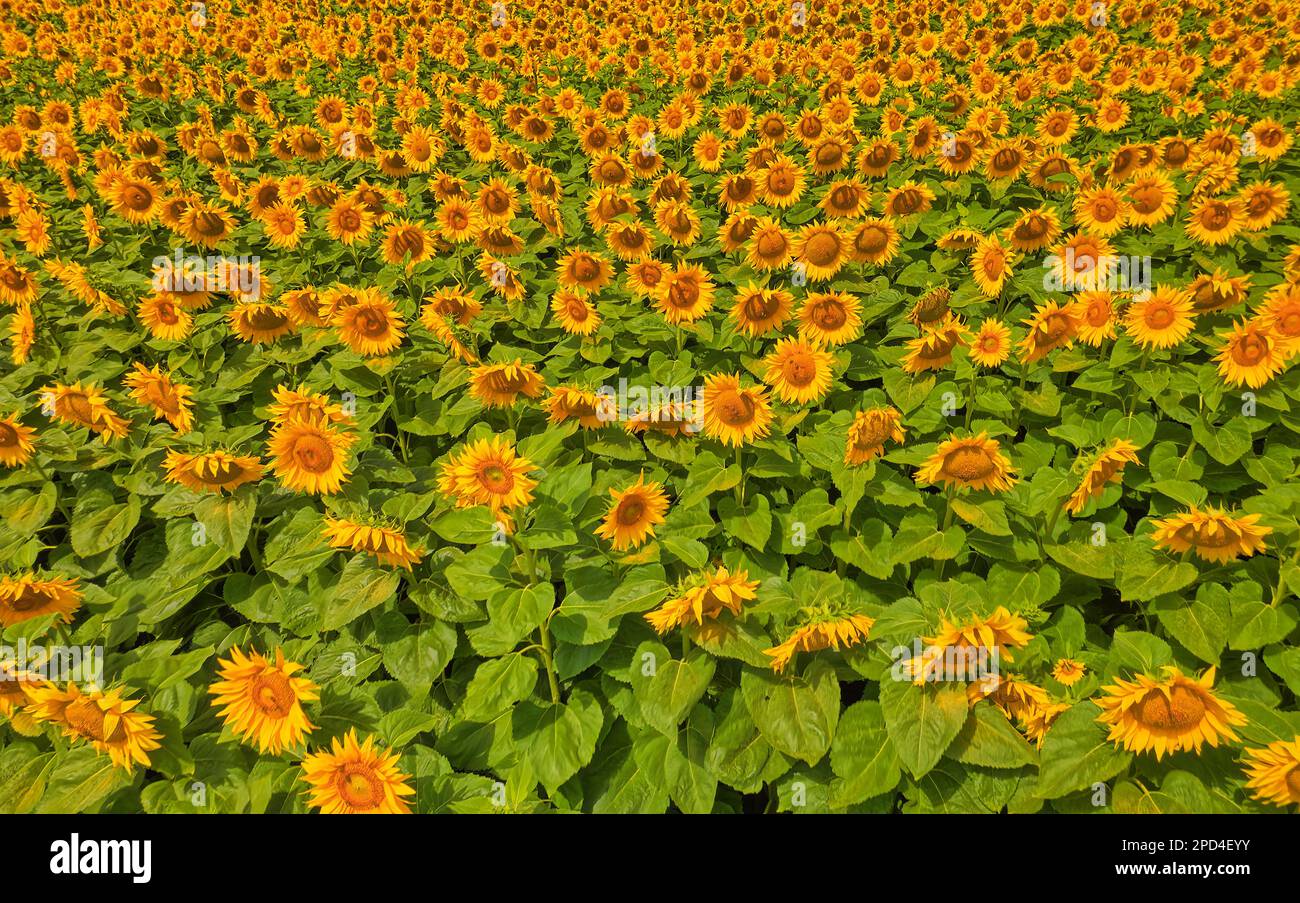 Sunflower field in bloom aerial Stock Photo - Alamy