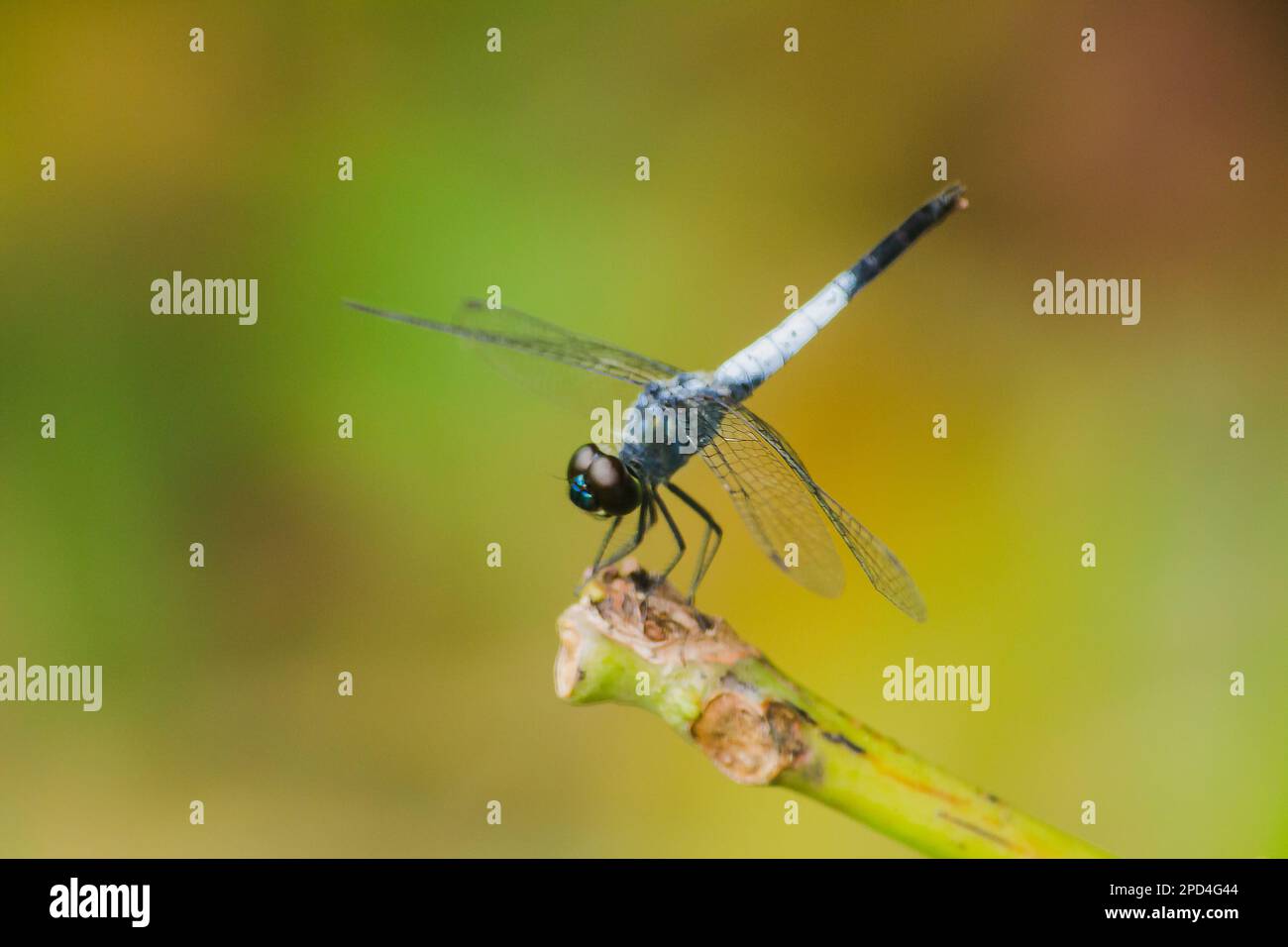 A blue dragonfly on a dry branch To spread wings to rely on the sun to rest the journe Stock Photo
