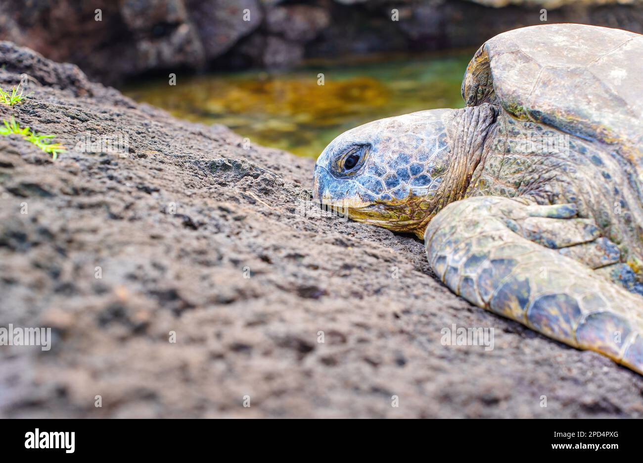 Green Sea Turtle living in its natural habitat, enjoying the beach on