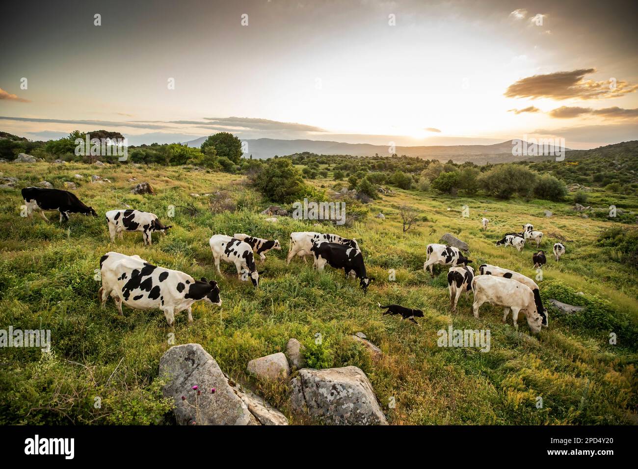 Herd of cows grazing at summer green field Stock Photo - Alamy
