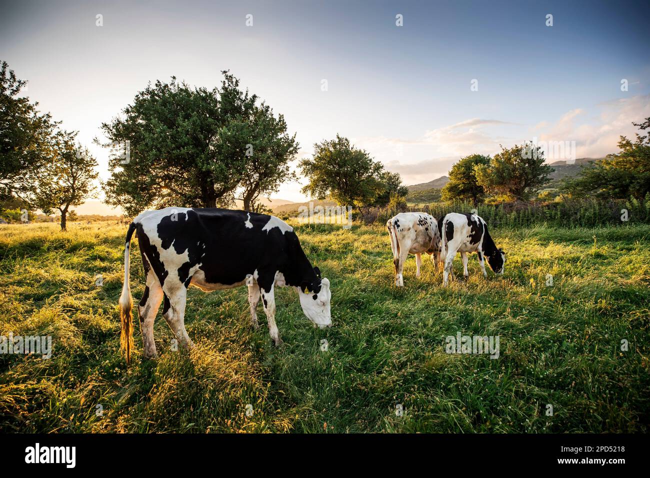 Herd of cows grazing at summer green field Stock Photo - Alamy