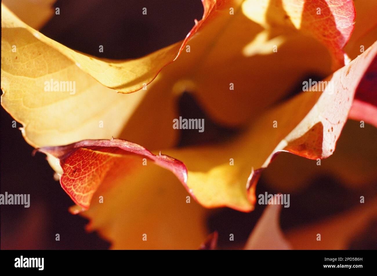 Detail of autumnal leaves of Boston ivy or woodbine Stock Photo