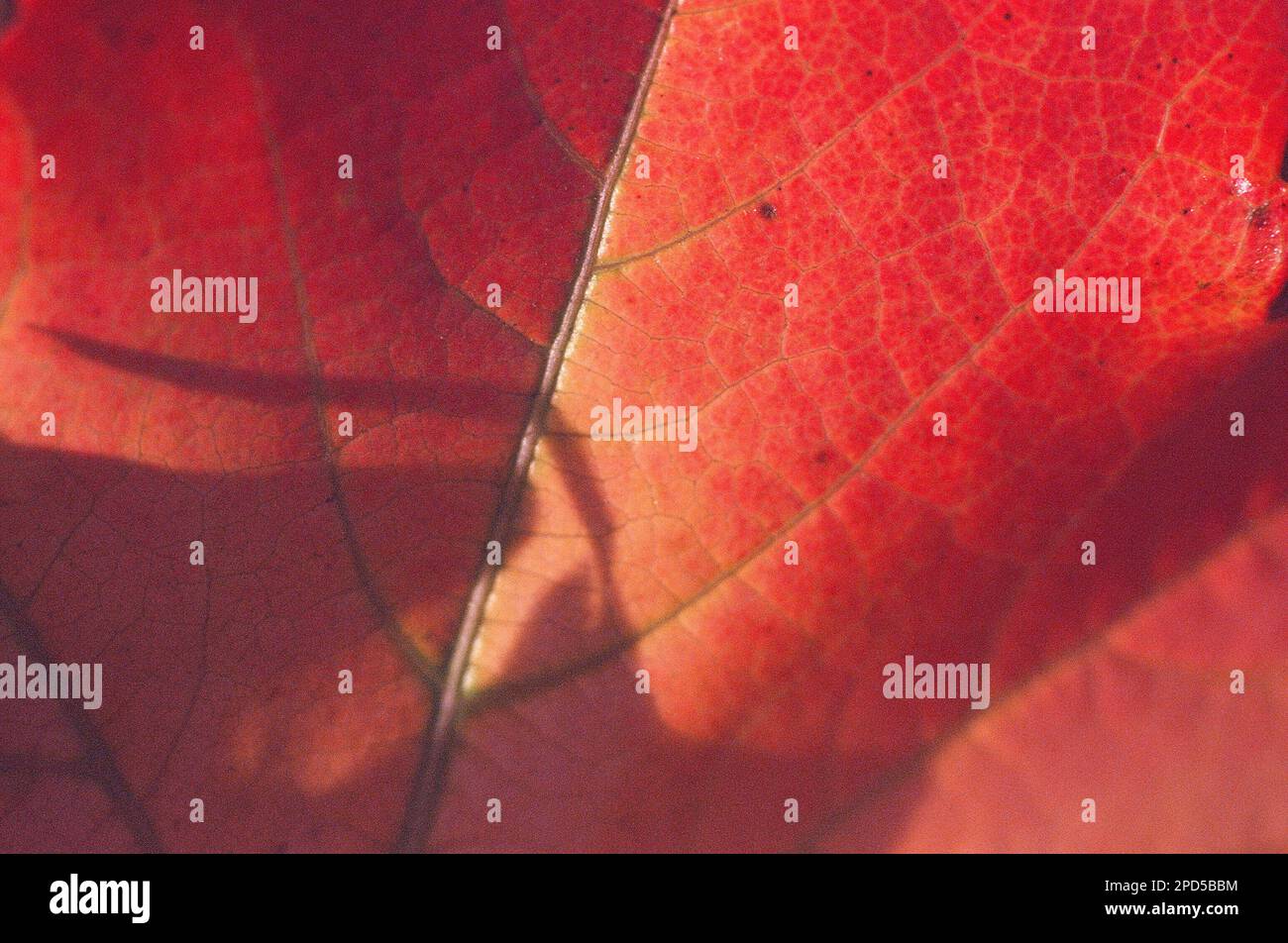 Detail of autumnal leaves of Boston ivy or woodbine Stock Photo