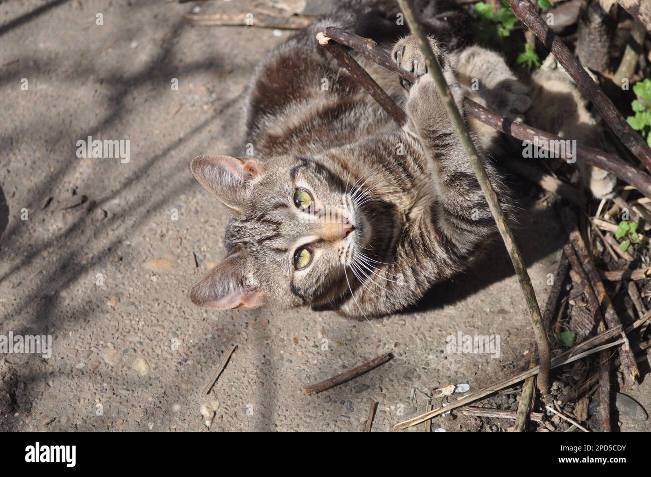 Cat, profile, funny Cut Out Stock Images & Pictures - Page 2 - Alamy