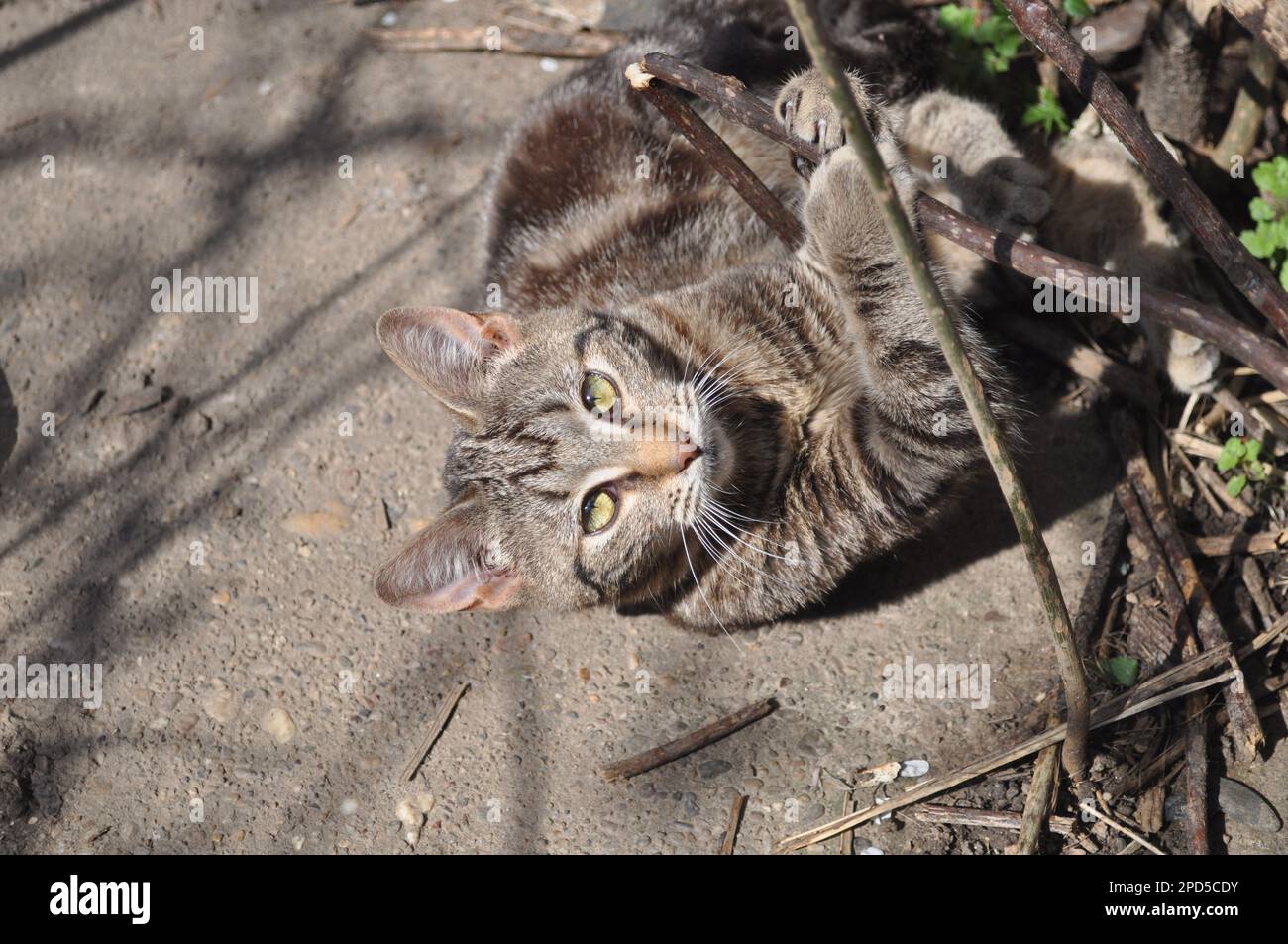 cute funny cat (profile picture)