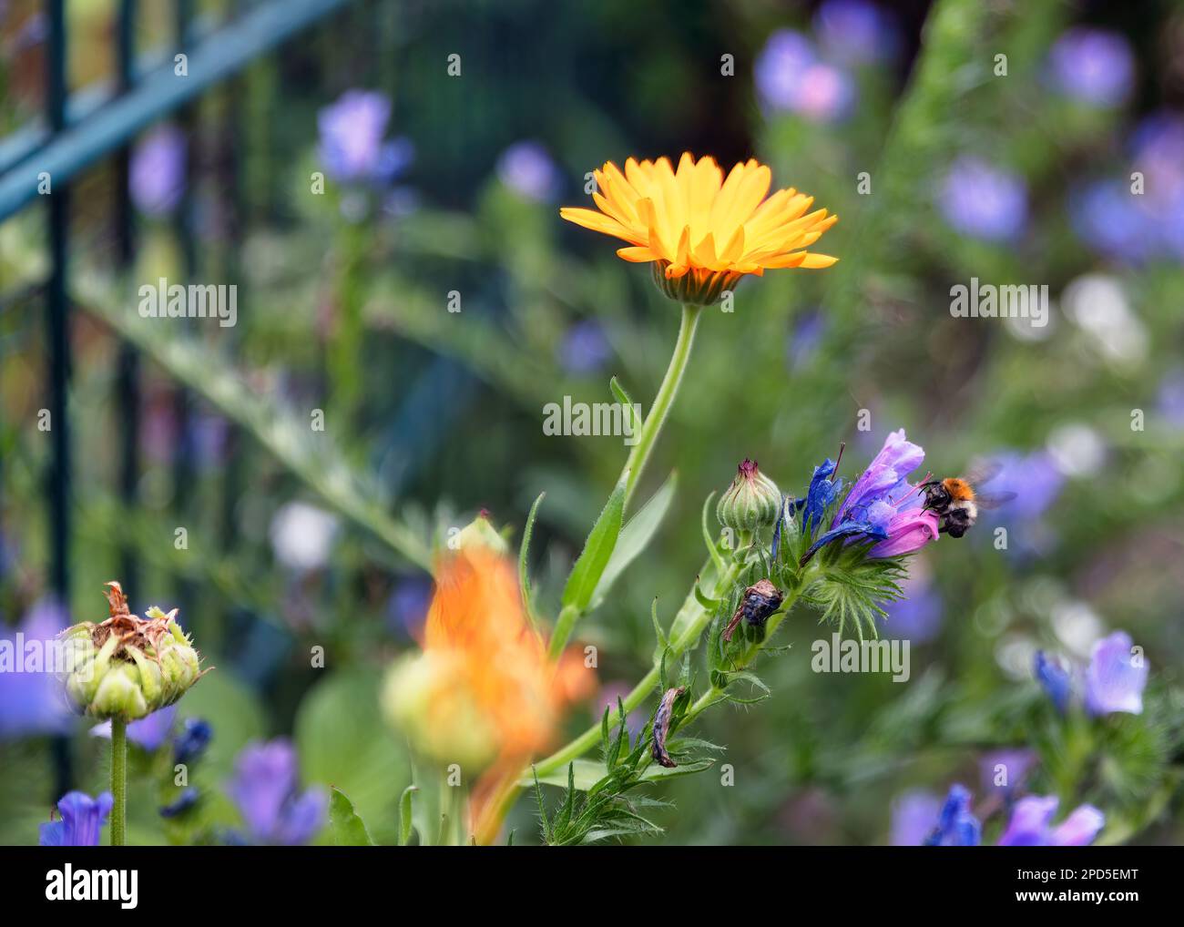 Eine Honigbiene sammelt Nektar vom Natternkopf Stock Photo