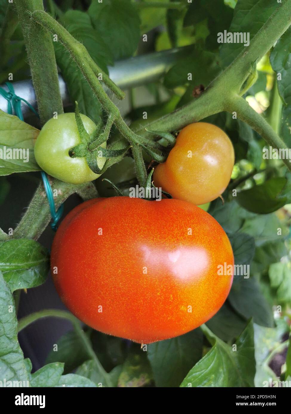 Frisch vom Strauch. Reife Tomaten Stock Photo