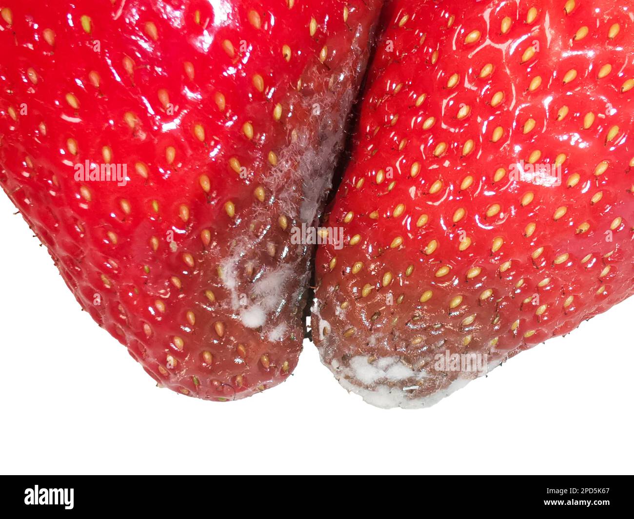 Verschimmelte Erdbeeren Stock Photo