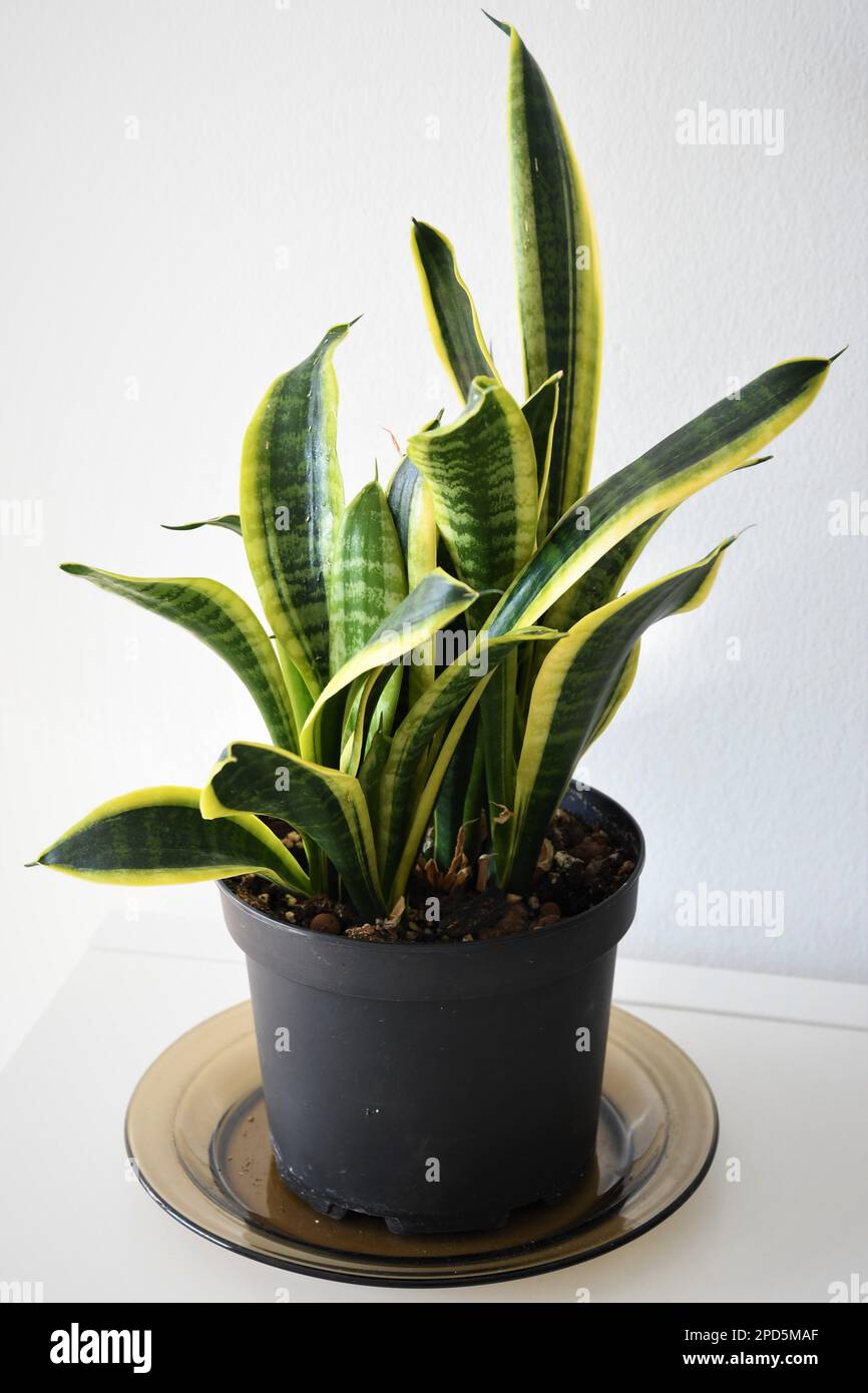 Sansevieria (Dracaena) trifasciata laurentii, aka snake plant or monther-in-laws tongue. Houseplant with linear-lanceolate green and yellow leaves. Stock Photo