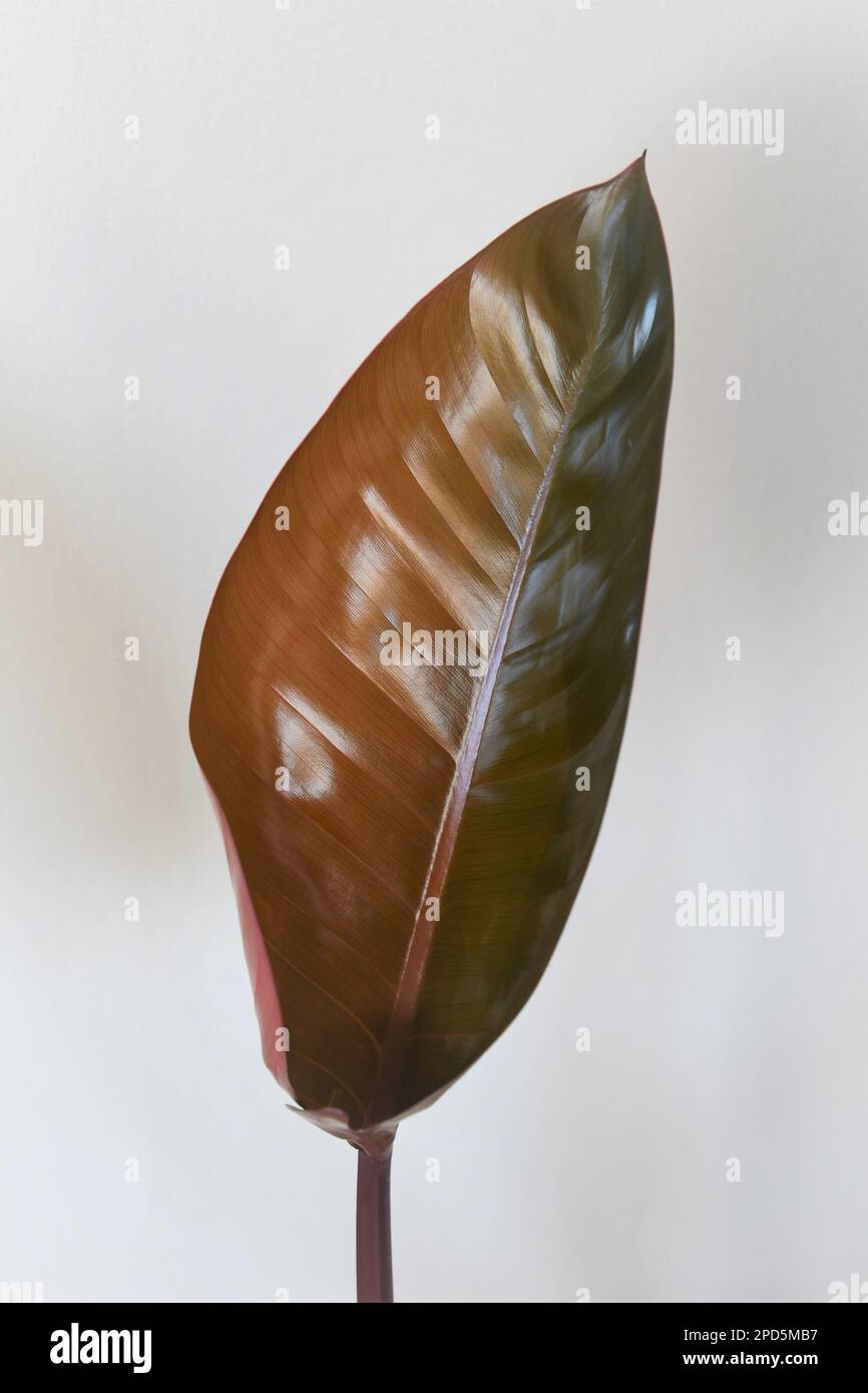Philodendron rojo congo houseplant, hybrid of imperial red and tatei. One  new leaf unfurling, isolated on a white background. Portrait orientation  Stock Photo - Alamy