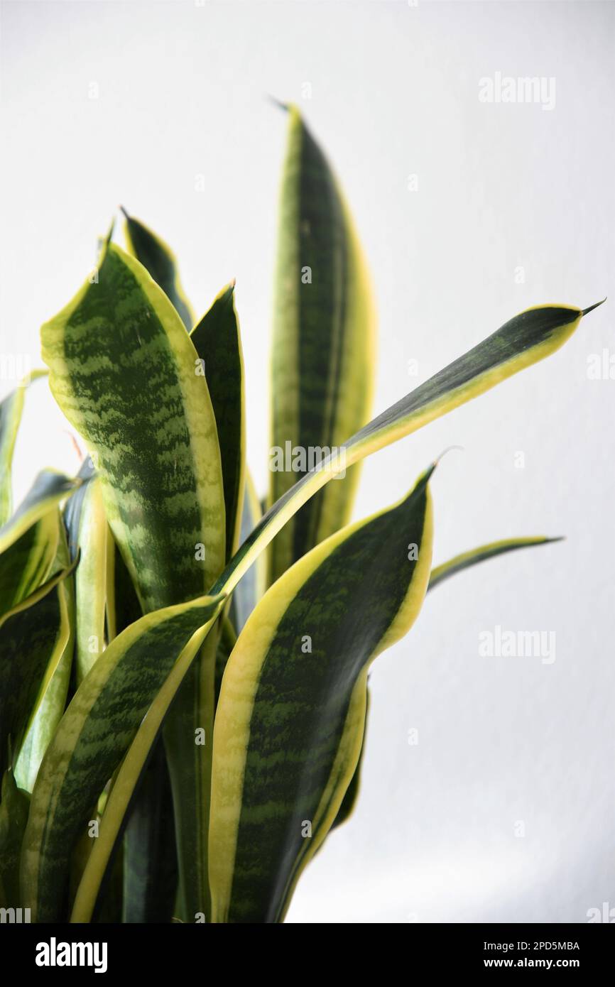 Sansevieria (Dracaena) trifasciata laurentii, aka snake plant or monther-in-laws tongue. Houseplant with linear-lanceolate green and yellow leaves. Stock Photo