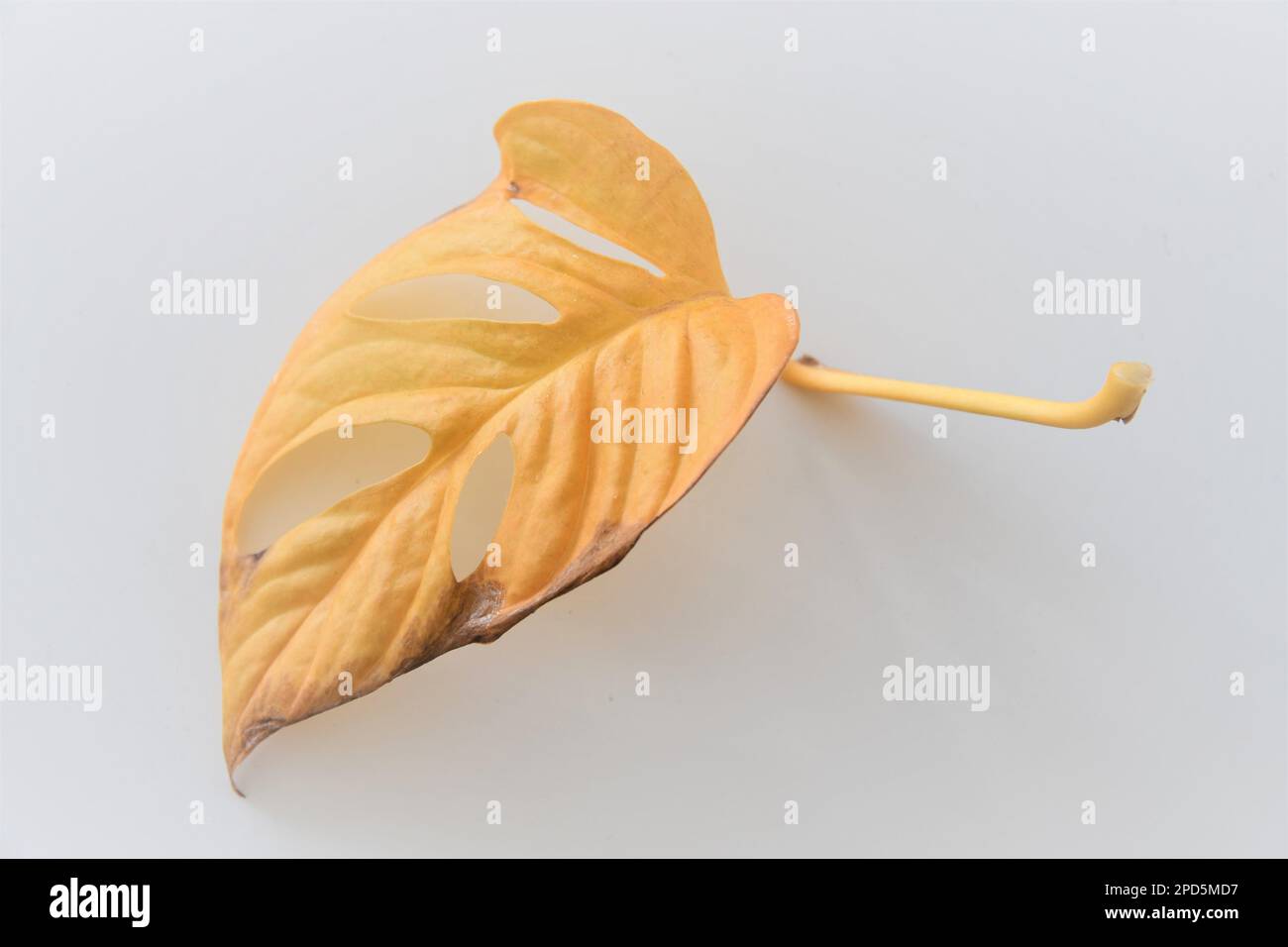 Single dead leaf from monstera adansonii (swiss cheese plant). The leaf is yellow, with holes (perforations), and isolated on a white background. Stock Photo