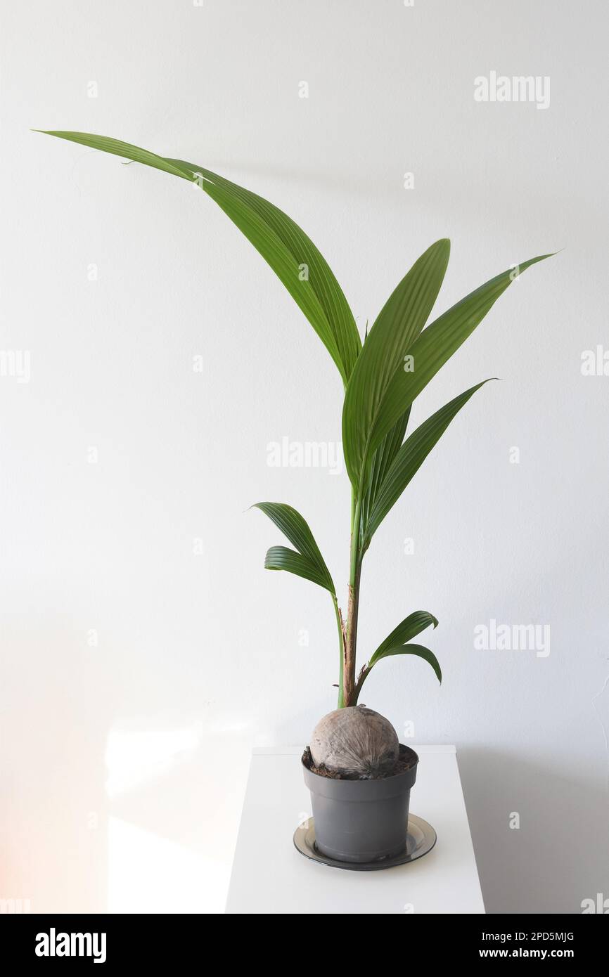 Coconut palm (Cocos nucifera) indoor tree, isolated on a white background. Portrait orientation. Stock Photo
