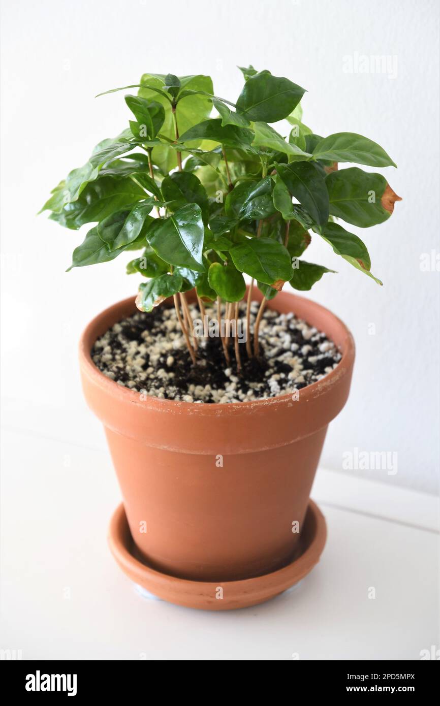 Coffee plant, Coffea arabica, in a terracotta pot, isolated on a white background. Houseplant with green leaves. Portrait orientation. Stock Photo