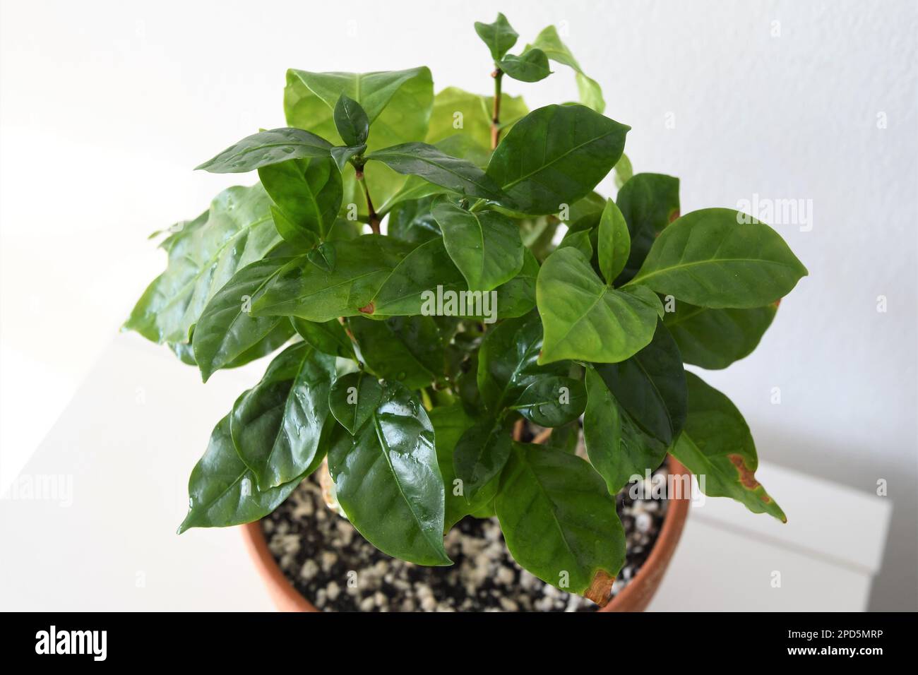 Coffee plant, Coffea arabica, in a terracotta pot, isolated on a white background. Houseplant with green leaves. Landscape orientation. Stock Photo
