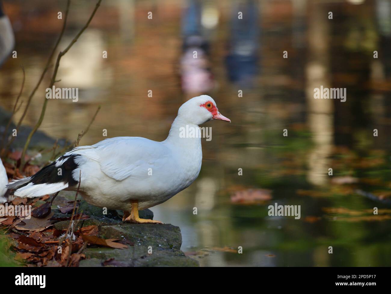 Portrait of a muscovy duck with a red beak and a red spot around the eyes Stock Photo