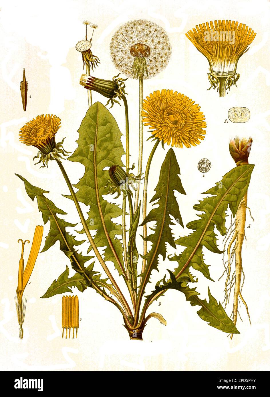 Heilpflanze, Gewöhnlicher Löwenzahn, Taraxacum sect. Ruderalia, auch Taraxacum officinale, Historisch, digital restaurierte Reproduktion von einer Vorlage aus dem 19. Jahrhundert, Stock Photo