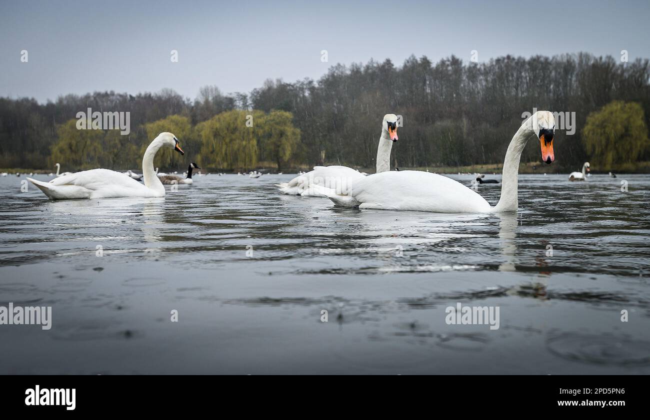 Bolton, Lancashire, UK, Tuesday March 14, 2023. Snow showers and heavy rain for the swans and ducks on the lodges at Moses Gate Country Park, Bolton, today. The weather is set to continue to be wet and windy for the rest of the week in the North West of England. Credit: Paul Heyes/Alamy News Live Stock Photo