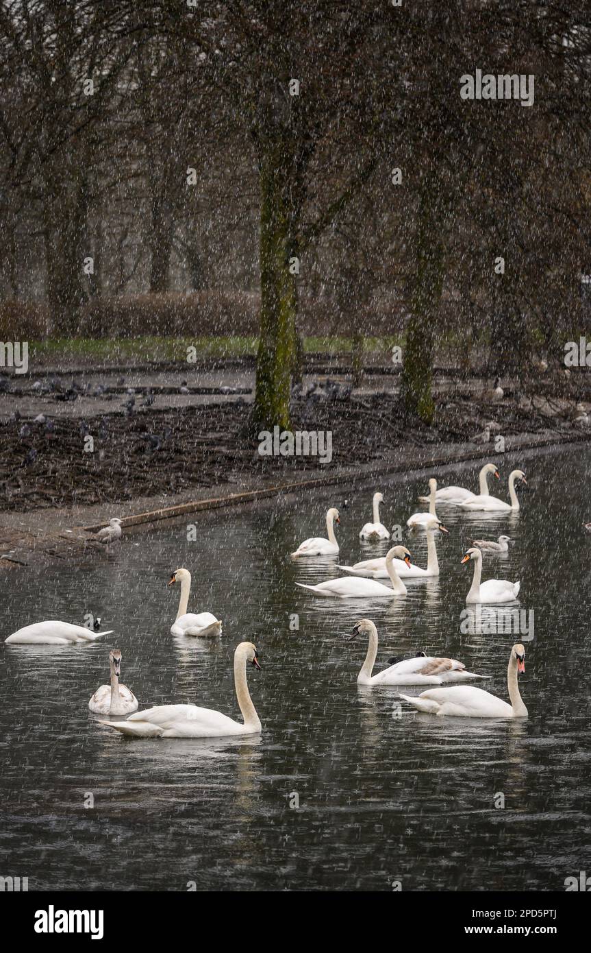 Bolton, Lancashire, UK, Tuesday March 14, 2023. Snow showers and heavy rain for the swans and ducks on the lodges at Moses Gate Country Park, Bolton, today. The weather is set to continue to be wet and windy for the rest of the week in the North West of England. Credit: Paul Heyes/Alamy News Live Stock Photo