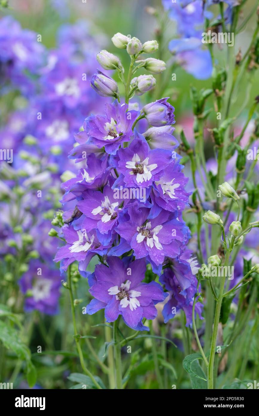 Delphinium Delgenius Glitzy, herbaceous perennial, dense racemes of double, dark purple-blue flowers, white eye Stock Photo