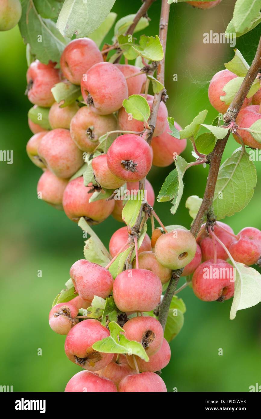 crab apple Evereste, Malus Perpetu, flowering crab apple, deciduous tree, small red flushed orange-yellow fruits on the tree Stock Photo