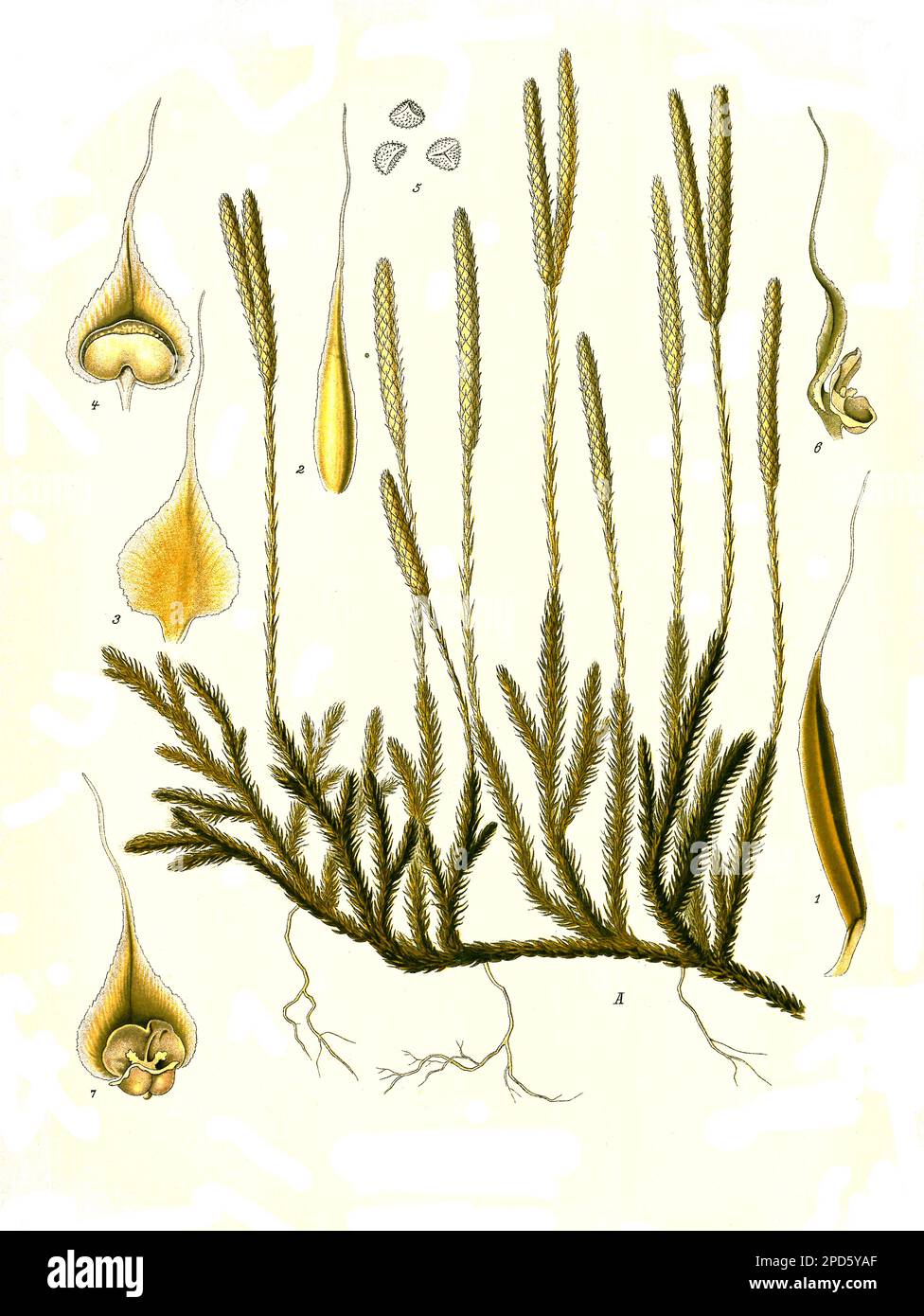 Heilpflanze, Keulen-Bärlapp, Lycopodium clavatum, auch Wolfsklaue, Historisch, digital restaurierte Reproduktion von einer Vorlage aus dem 19. Jahrhundert, Stock Photo