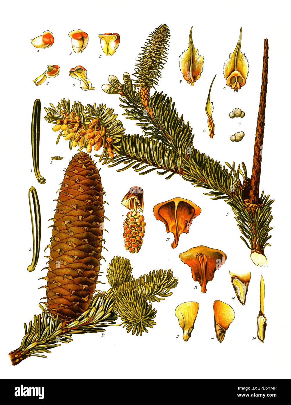 Heilpflanze, Weiß-Tanne, Abies alba, Weißtanne, ist eine europäische Nadelbaumart aus der Gattung Tannen, Historisch, digital restaurierte Reproduktion von einer Vorlage aus dem 19. Jahrhundert, Stock Photo