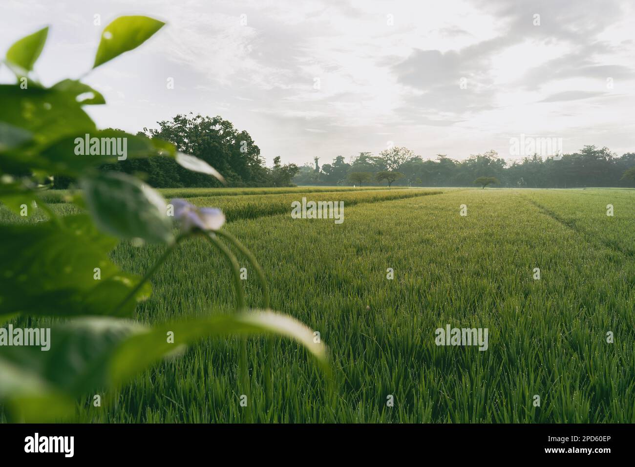 Rice field or paddy field. Close up yellow rice seed ripe and green leaves on sunrise and cloudy in the morning. Stock Photo