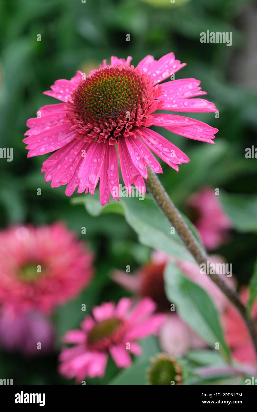Echinacea Delicious Candy, coneflower Delicious Candy, perennial, double, pink, flowerheads Stock Photo