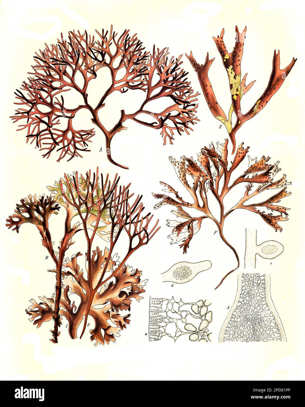 Heilpflanze, Gemeiner Knorpeltang, Chondrus crispus, auch als Knorpelmoos, Irisch Moos bzw. Irländisches Moos,, irländisches Perlmoos oder Carragheen-Alge oder -Moos benannt, ist eine Rotalge der nordatlantischen Küsten, die auch in der Nordsee und Ostsee vorkommt und Kraussterntang oder auch Nadeltang, Mastocarpus stellatus, Historisch, digital restaurierte Reproduktion von einer Vorlage aus dem 19. Jahrhundert, Stock Photo