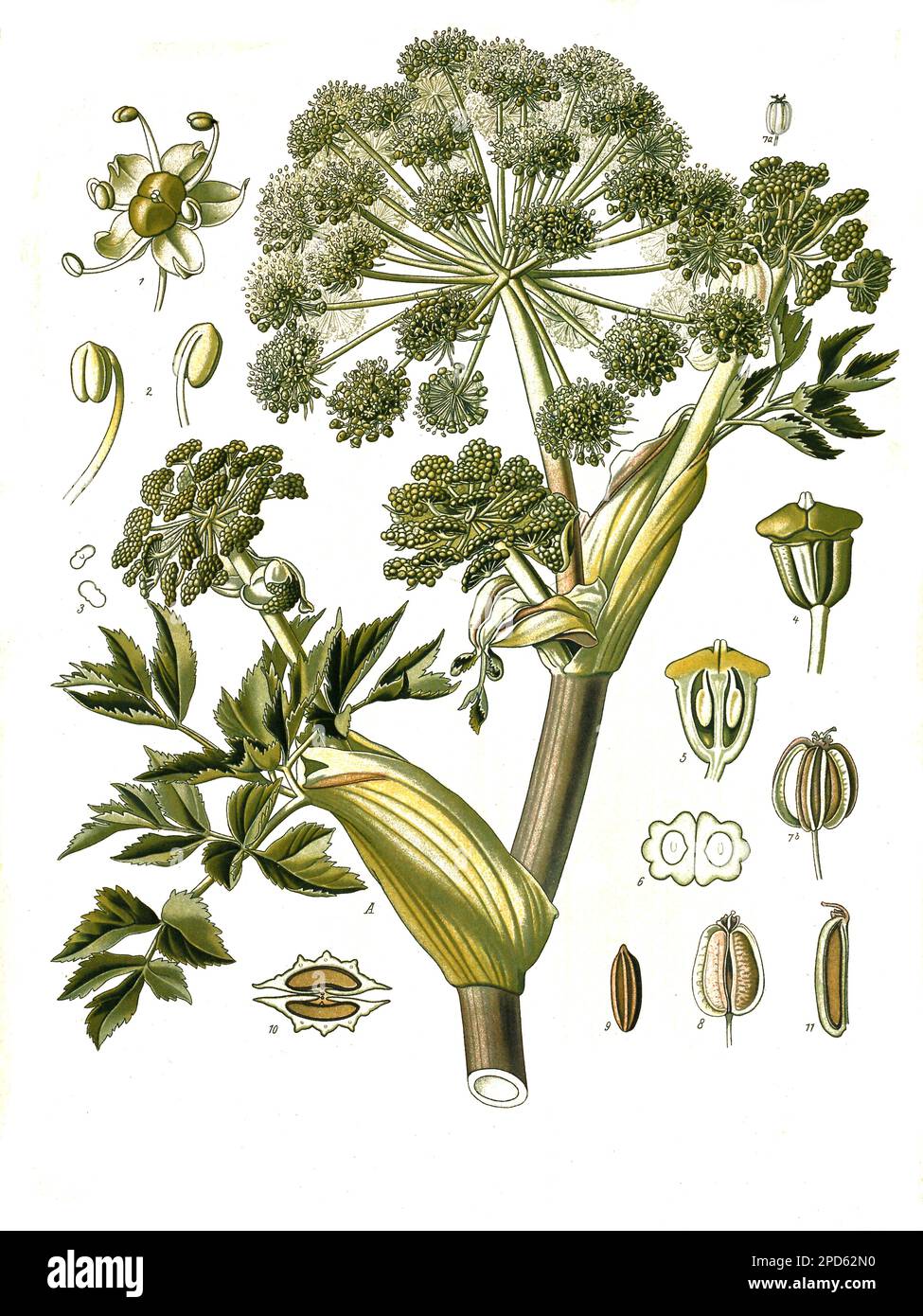 Heilpflanze, ArzneiEngelwurz oder Echte Engelwurz (Angelica