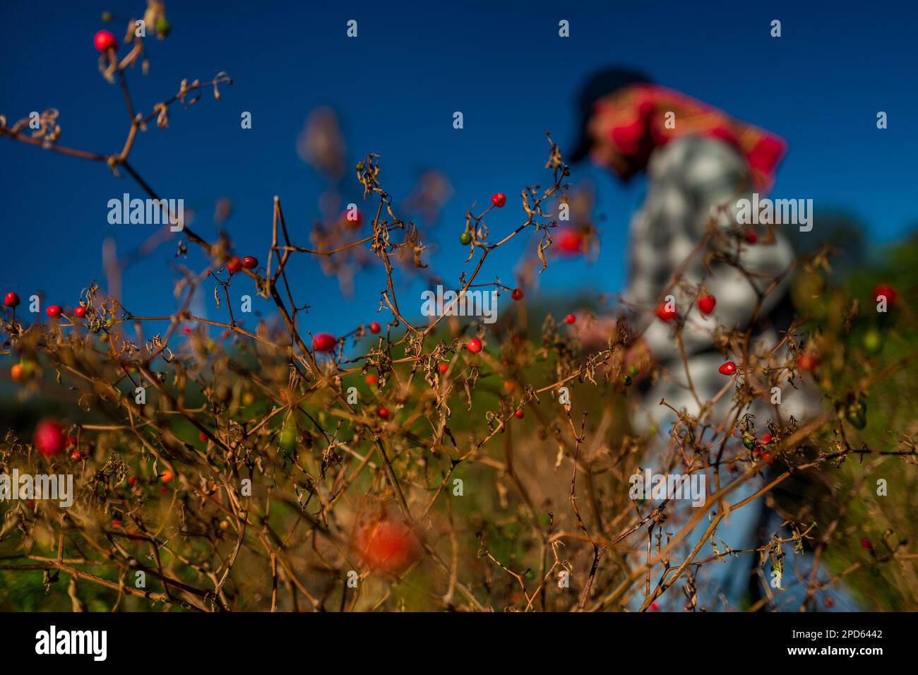 A Mexican peasant walks on a field of chiltepin peppers, a wild variety of chili pepper, on a farm near Baviácora, Sonora, Mexico. Stock Photo