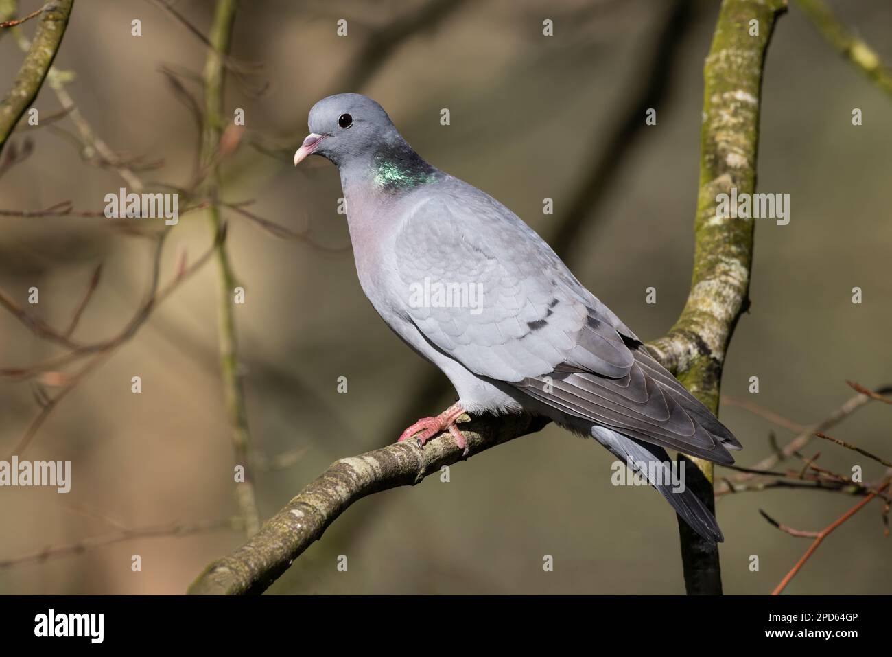 Stock Dove perched in a beech tree in spring sunshine Stock Photo
