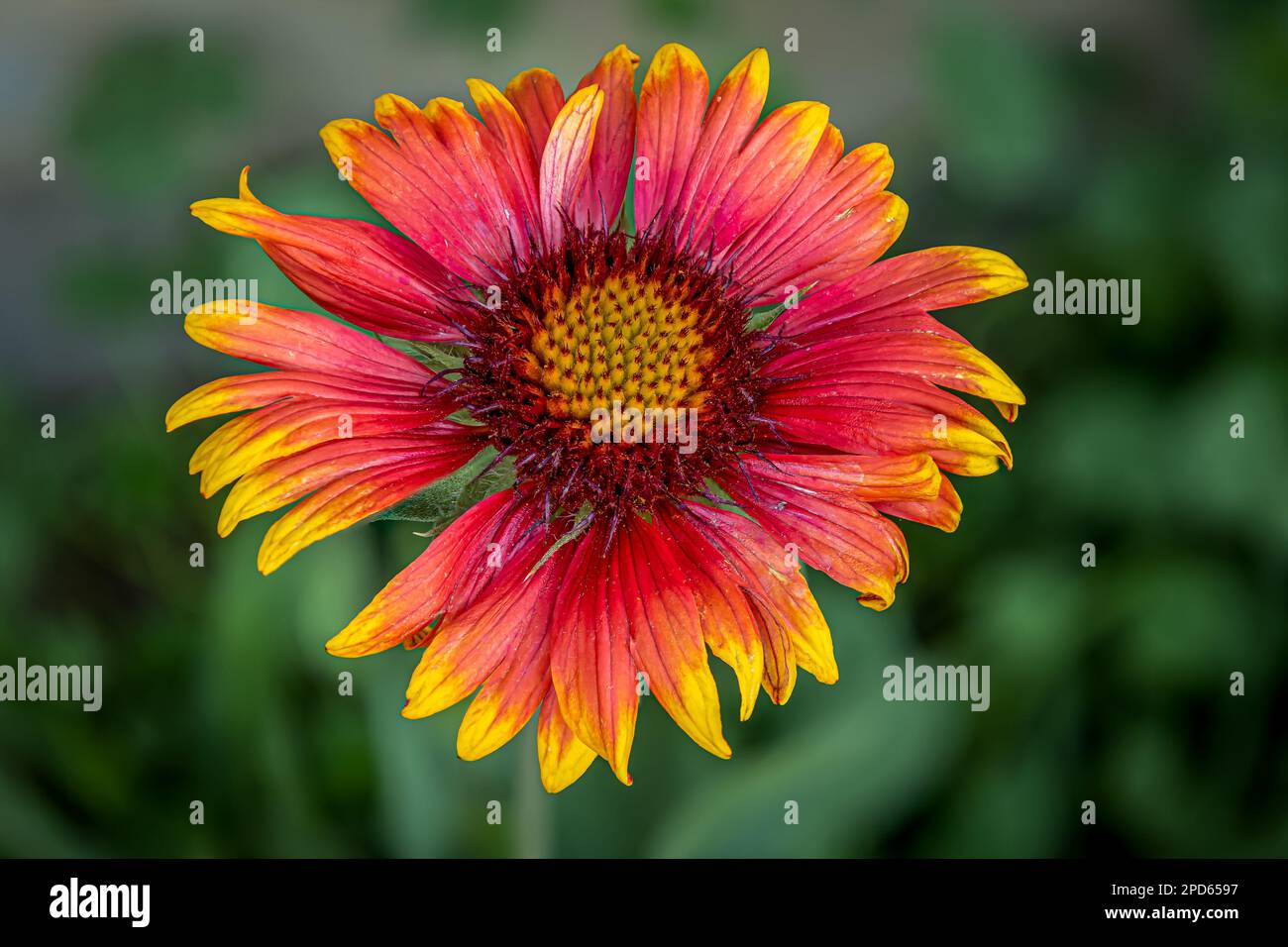 Extreme close up of a red and yellow Indian Blanket flower in full bloom Stock Photo