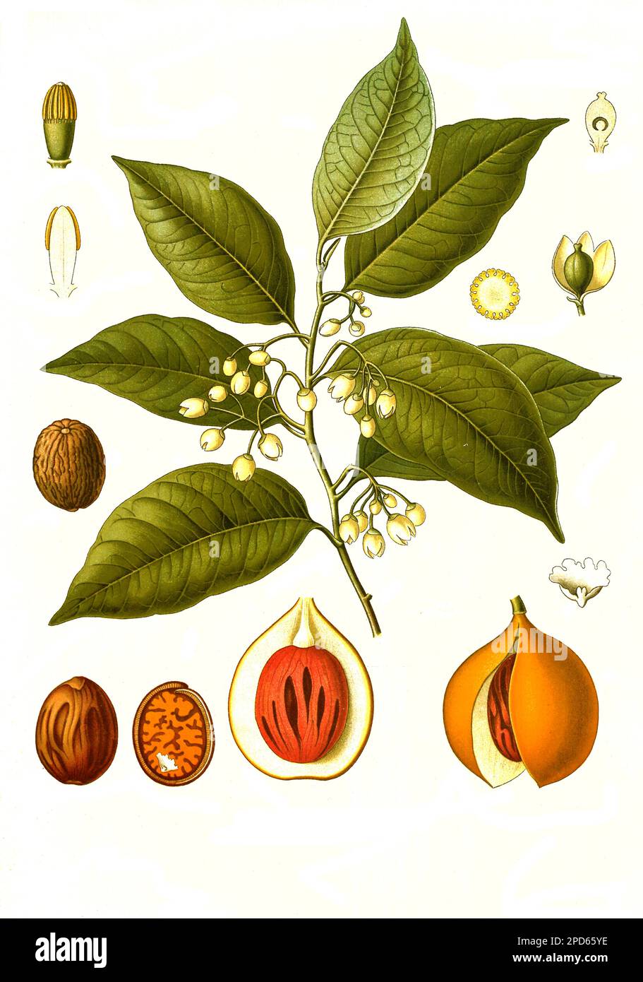 Heilpflanze, Muskatnussbaum, (Myristica fragrans) ist eine Pflanzenart aus der Familie der Muskatnussgewächse, Historisch, digital restaurierte Reproduktion von einer Vorlage aus dem 19. Jahrhundert, Stock Photo