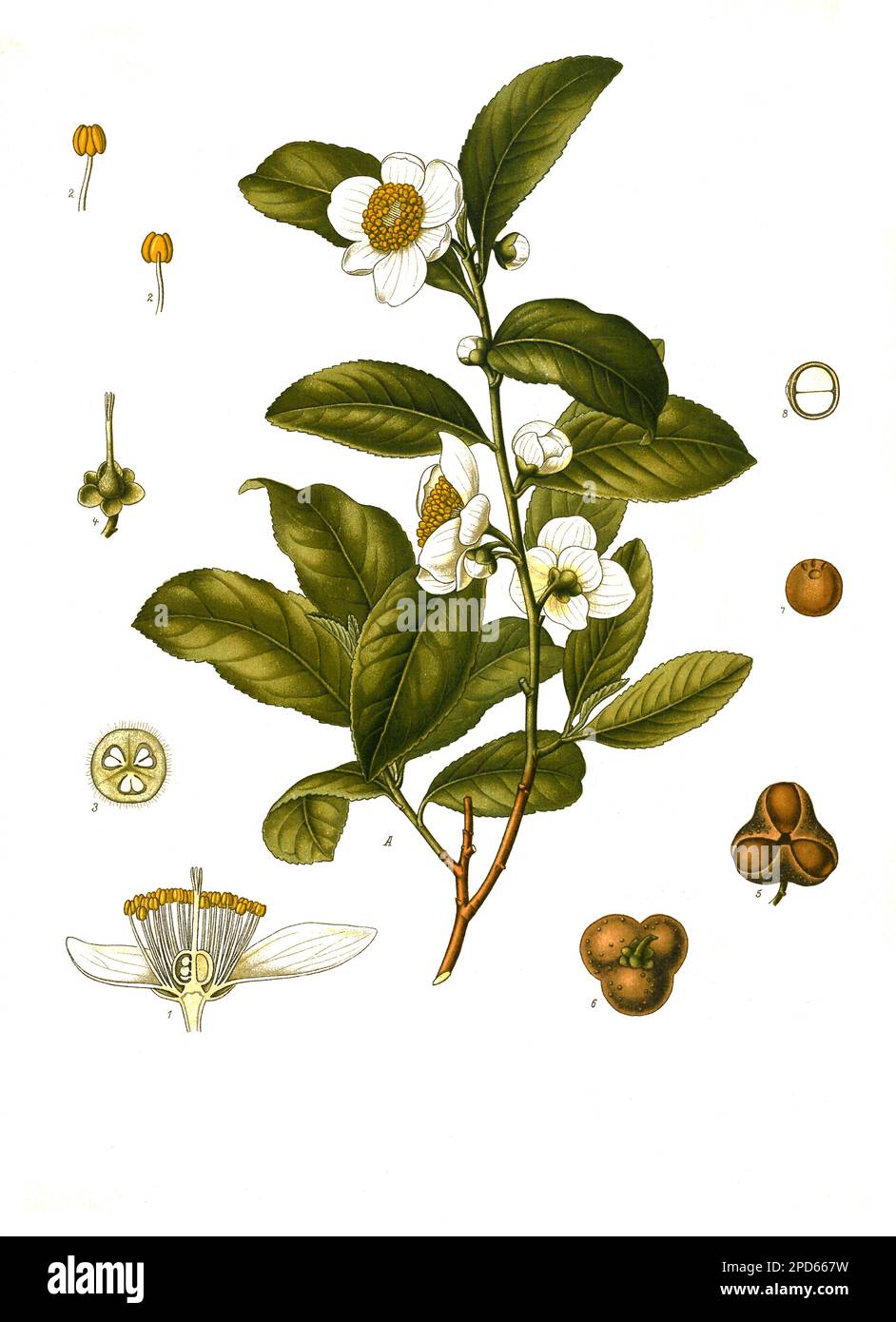Heilpflanze, Camellia thea, Teepflanze (Camellia sinensis) ist eine Pflanzenart aus der Gattung Kamelien, Historisch, digital restaurierte Reproduktion von einer Vorlage aus dem 19. Jahrhundert, Stock Photo