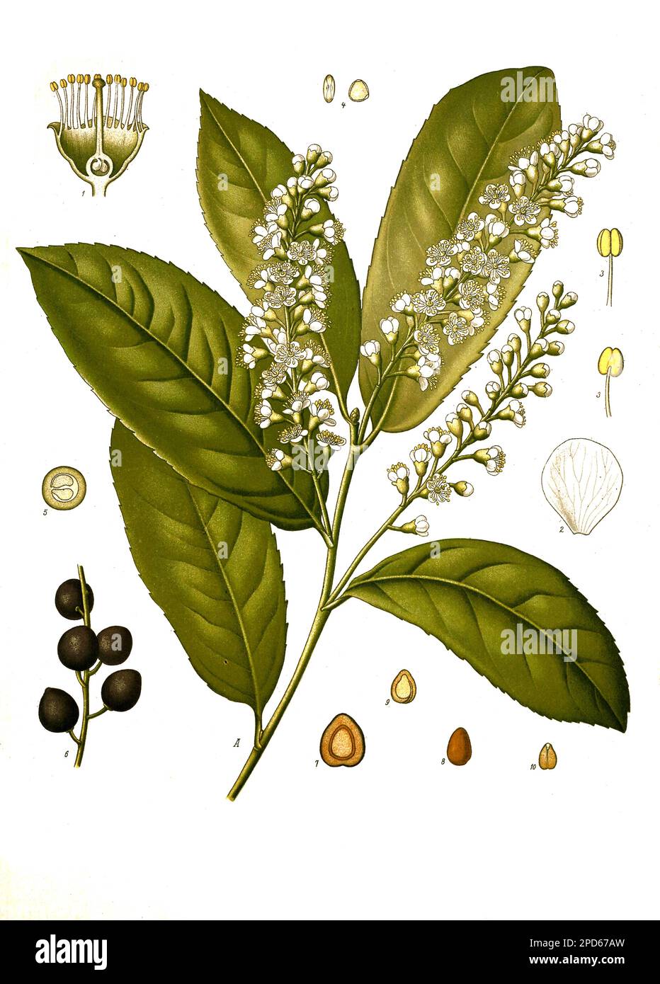Heilpflanze, Prunus Laurus-Cerasus, Kirschlorbeer, Lorbeerkirsche,  Historisch, digital restaurierte Reproduktion von einer Vorlage aus dem 19.  Jahrhundert Stock Photo - Alamy