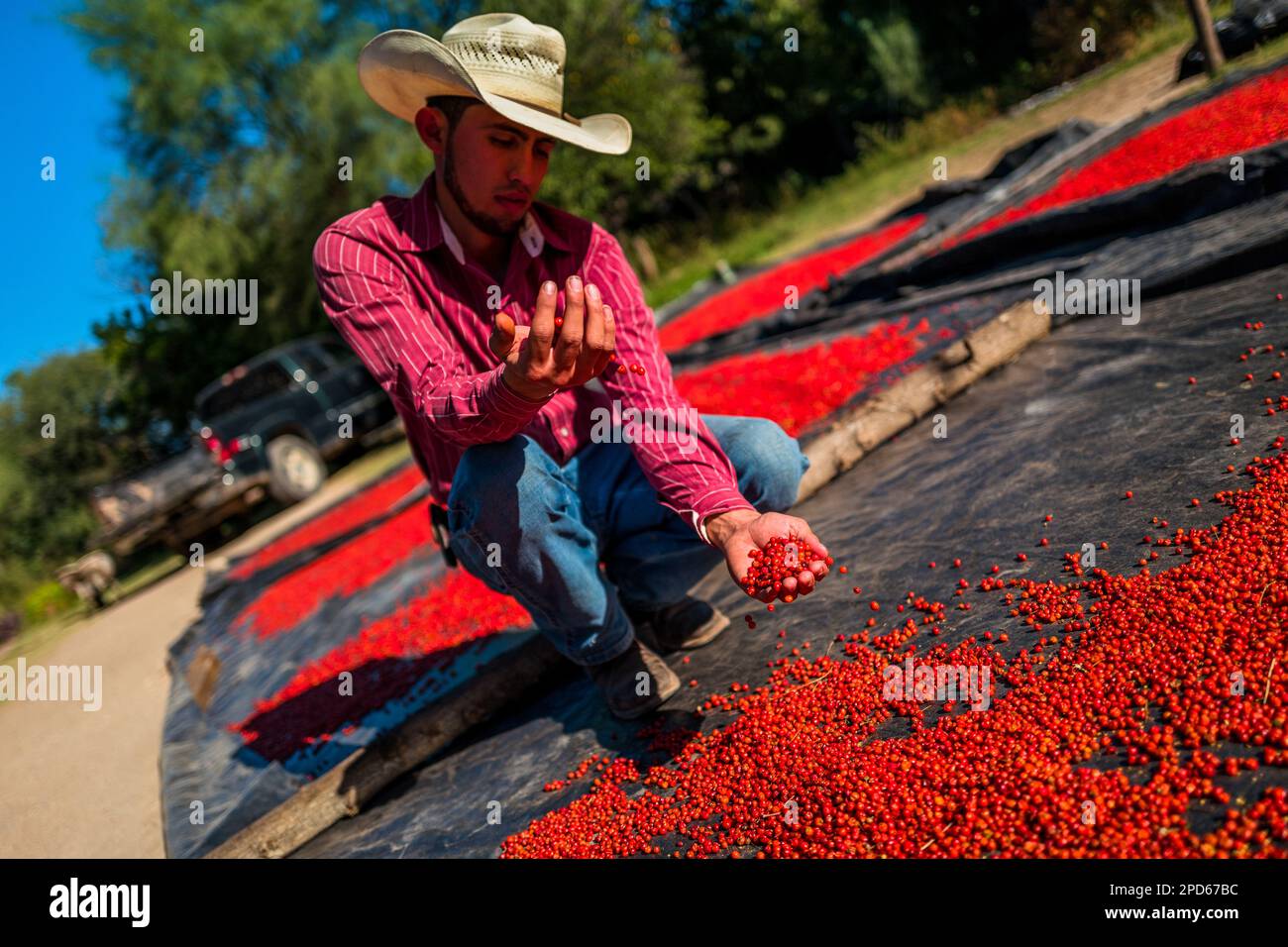 A young Mexican rancher checks chiltepin peppers, a wild variety of chili pepper, during the sun-drying process on a farm in Baviácora, Mexico. Stock Photo