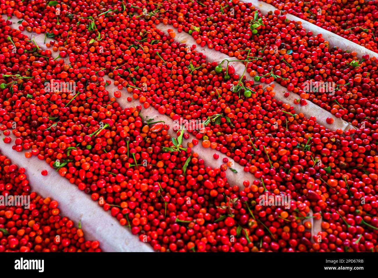 Chiltepin peppers, a wild variety of chili pepper, are seen drying on a tarp during the sun-drying process on a farm near Baviácora, Sonora, Mexico. Stock Photo