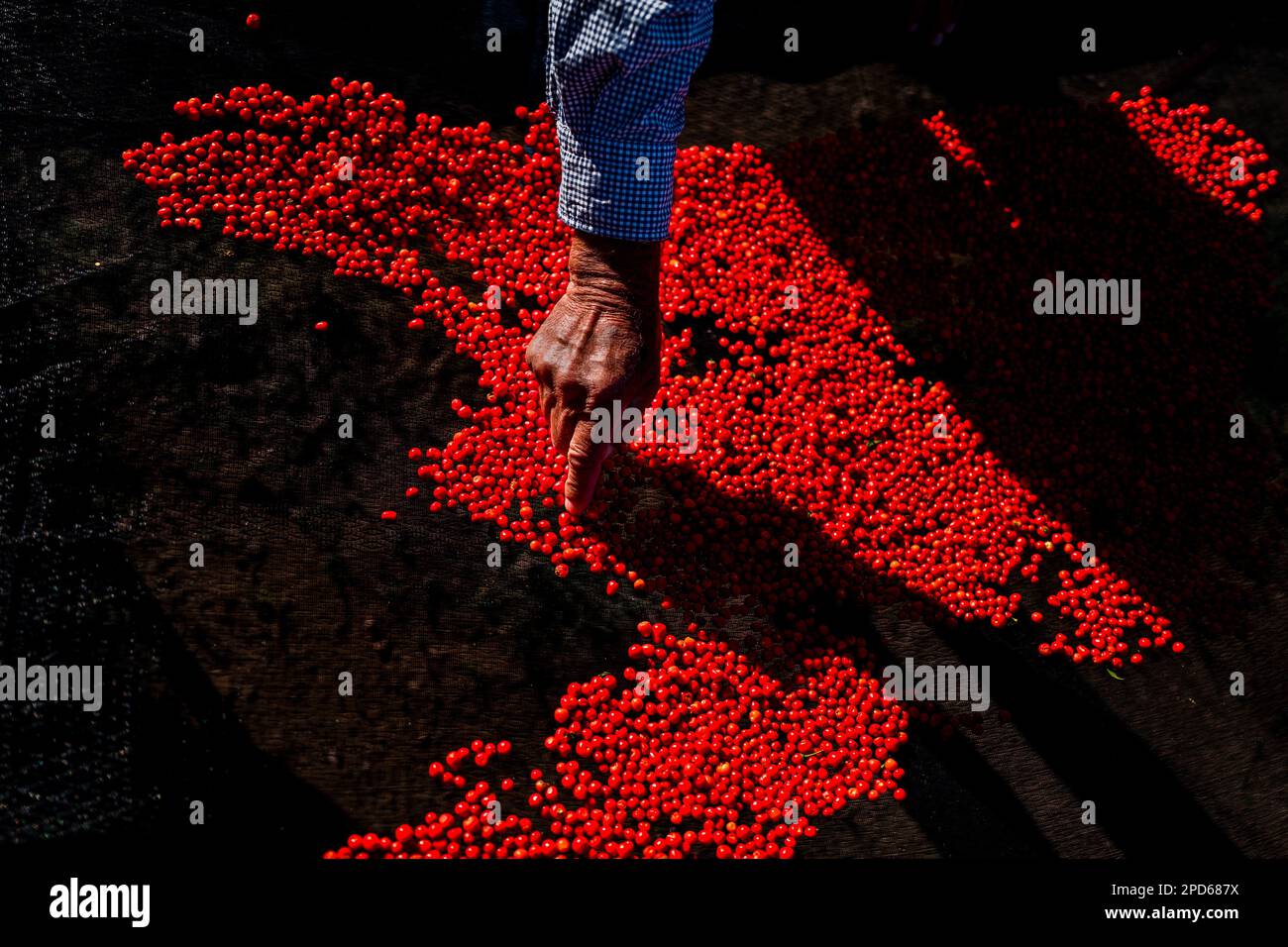 A hand of a Mexican farmer is seen checking a chiltepin pepper, a wild variety of chili pepper, during the sun-drying process in Baviácora, Mexico. Stock Photo