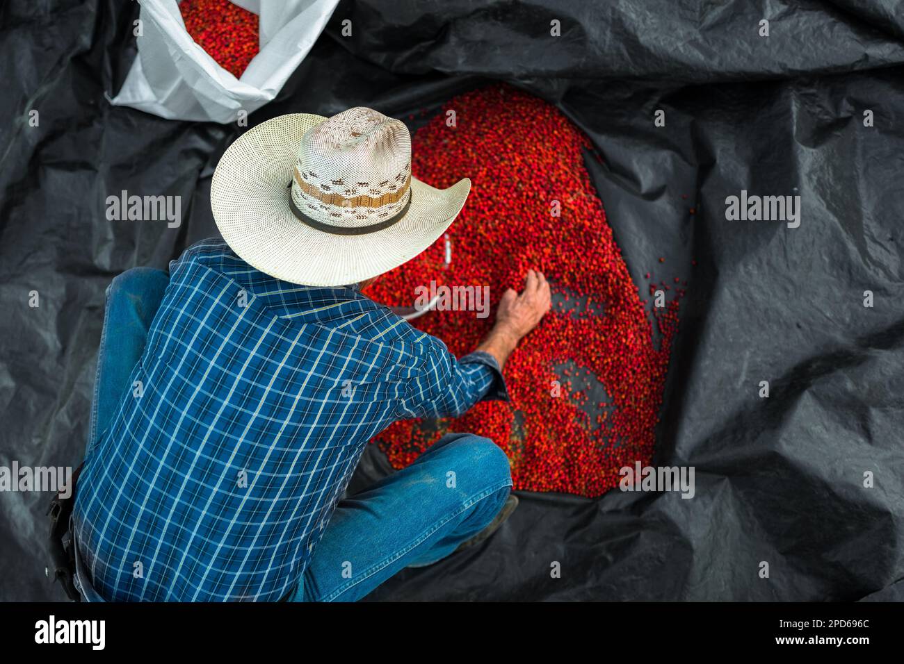 A Mexican rancher collects sun-dried chiltepin peppers, a wild variety of chili pepper, into a sack on a farm near Baviácora, Sonora, Mexico. Stock Photo