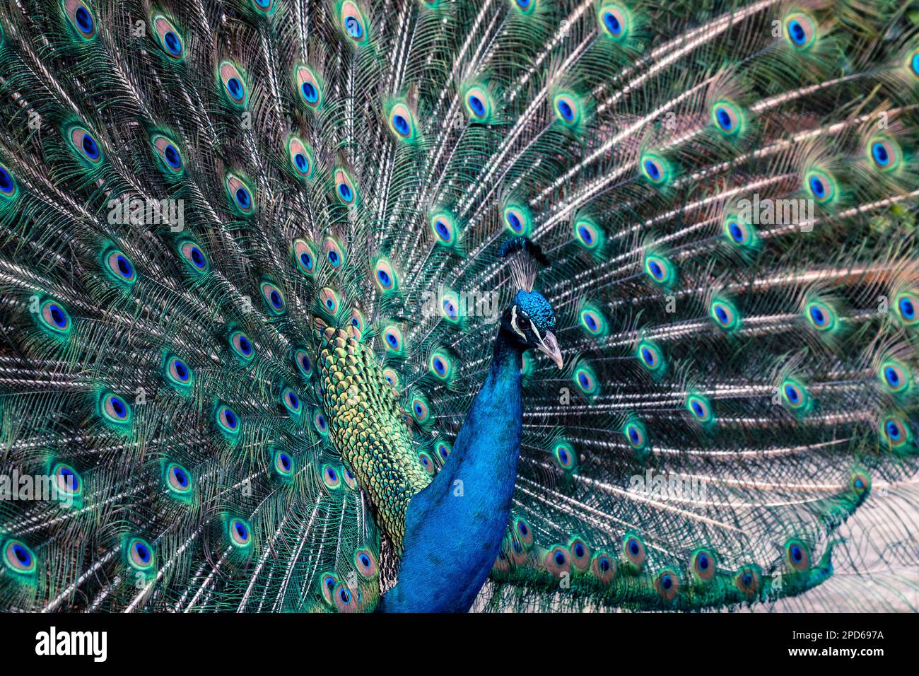 Male peacock with tail feathers open Stock Photo