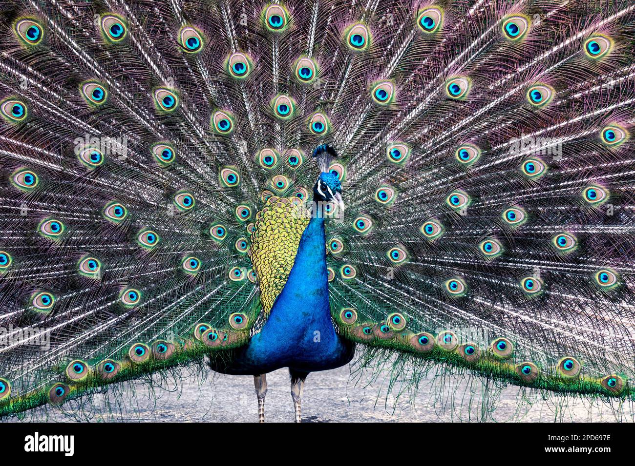 Male peacock with tail feathers open Stock Photo