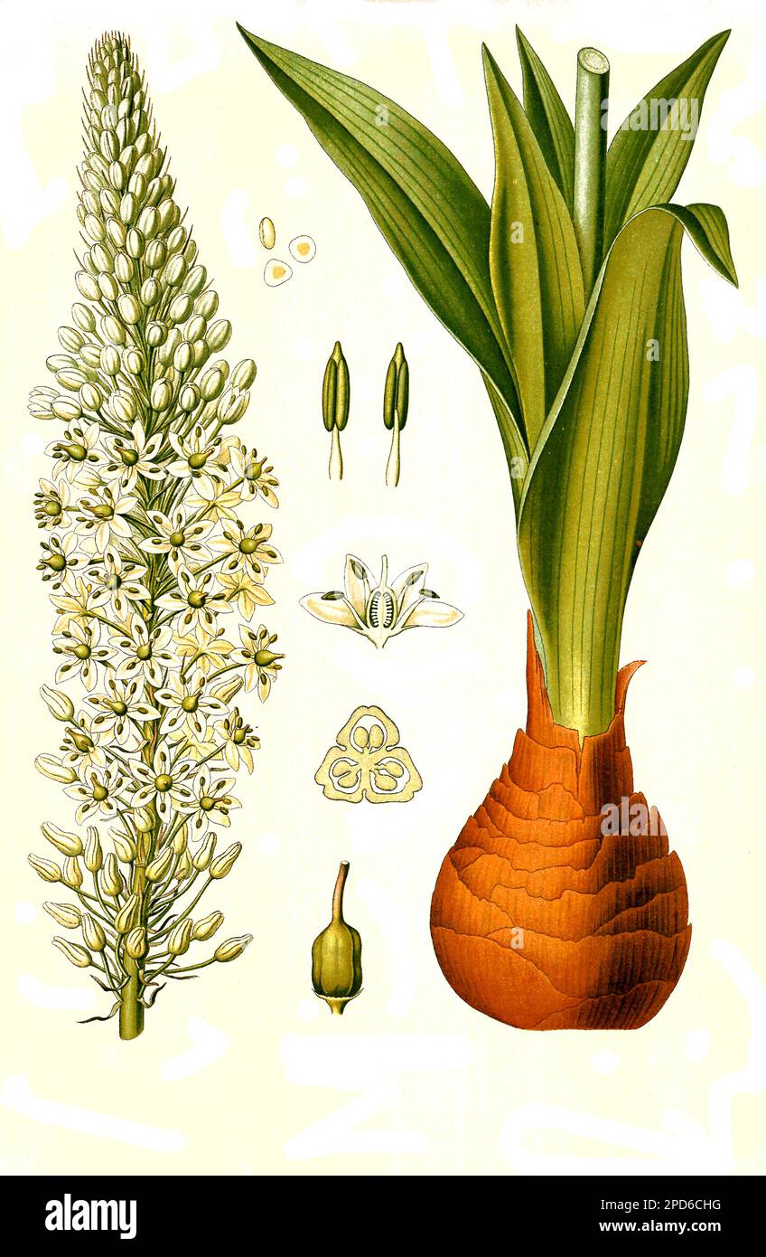 Heilpflanze, Weiße Meerzwiebel (Drimia maritima), auch Meerzwiebel, Historisch, digital restaurierte Reproduktion von einer Vorlage aus dem 19. Jahrhundert, Stock Photo