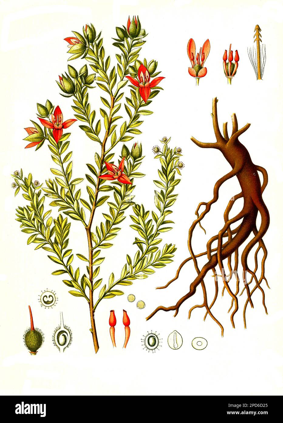 Heilpflanze, Ratanhia (Krameria lappacea), auch Rote Ratanhia, Peru- oder Payta-Ratanhia, Historisch, digital restaurierte Reproduktion von einer Vorlage aus dem 19. Jahrhundert, Stock Photo