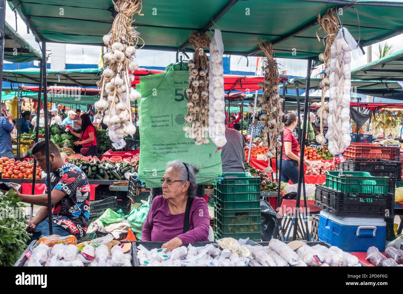 Older woman sitting under hanging garlic (genus Allium) at her stall at a farmers market in Costa Rica. Stock Photo