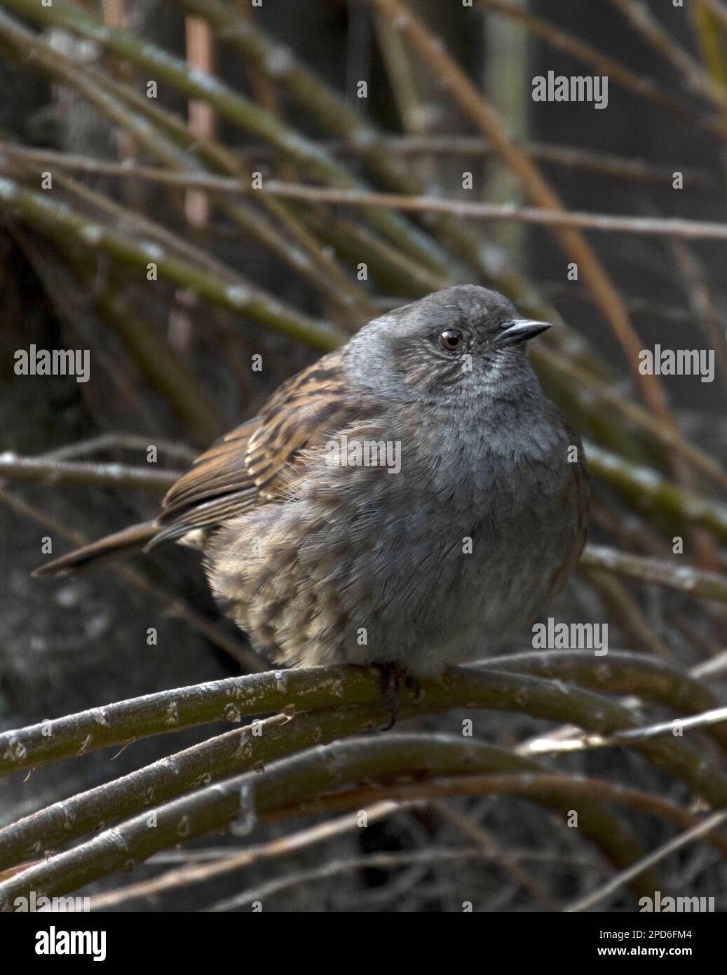 Dunnock - Hedge Sparrow Stock Photo
